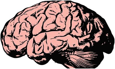 Science：首次揭示大脑中的耦合波纹是记忆回忆所必需的