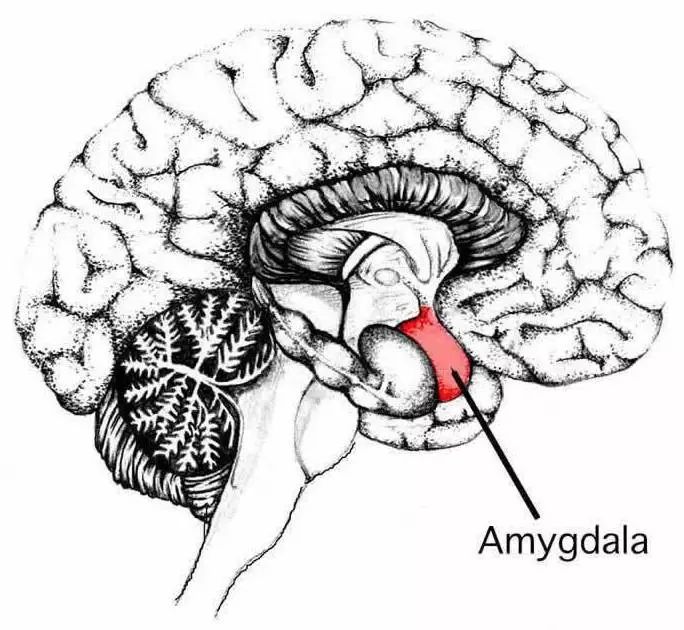 研究人员发现非经典的皮质-杏仁核抑制环路