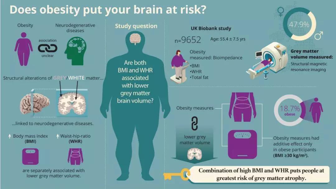 肥胖可能会影响你的大脑容量